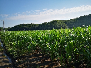 20200710130847734.jpg